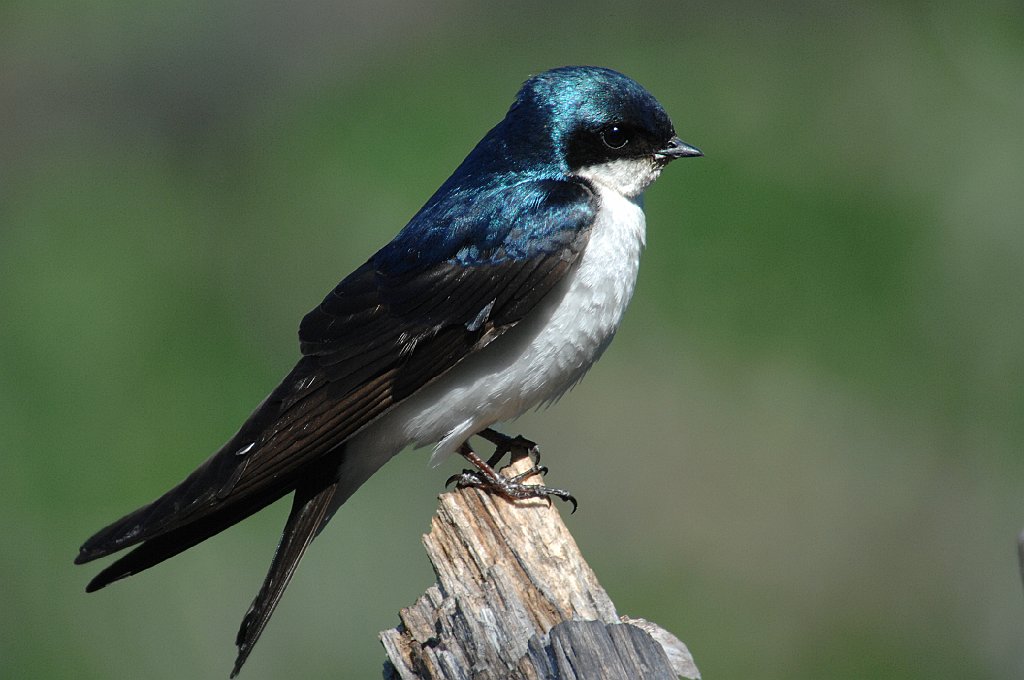 Swallow, Tree, 2008-06214220 Broad Meadow Brook, MA.JPG - Tree Swallow. Broad Meadow Brook Wildlife Sanctuary, MA, 6-21-2008